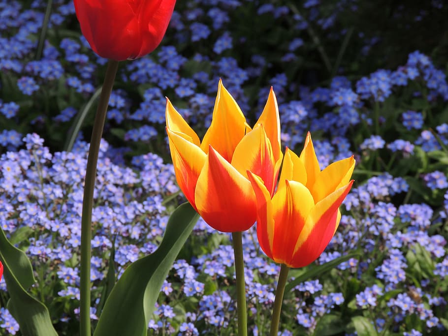 tulips, macro, bright red, yellow, gestreft, violet, flowers HD wallpaper