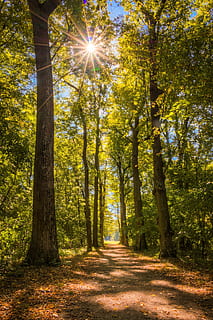 road between trees, sun, forest, away, nature, light, autumn HD wallpaper
