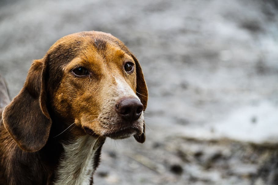 short-coated tan dog on focus phoot, Animal, Animals, Nature