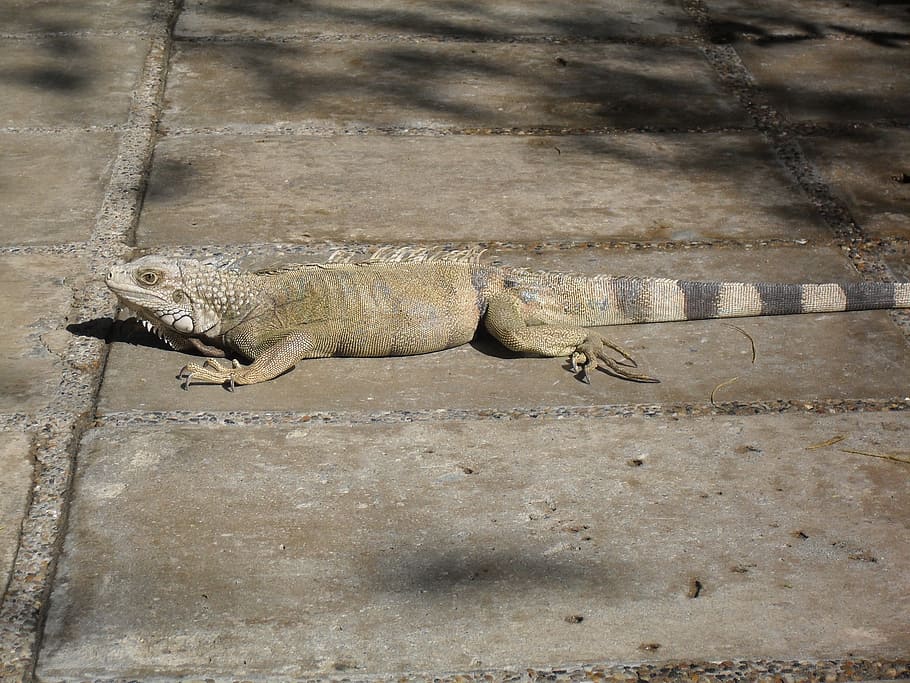 iguana, reptile, animals, wildlife, lizard, nature, carnivore HD wallpaper
