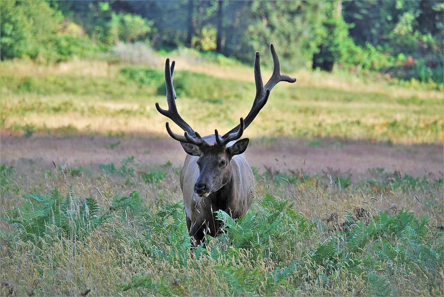 brown buck on green grass field, brown buck on grass field during day HD wallpaper