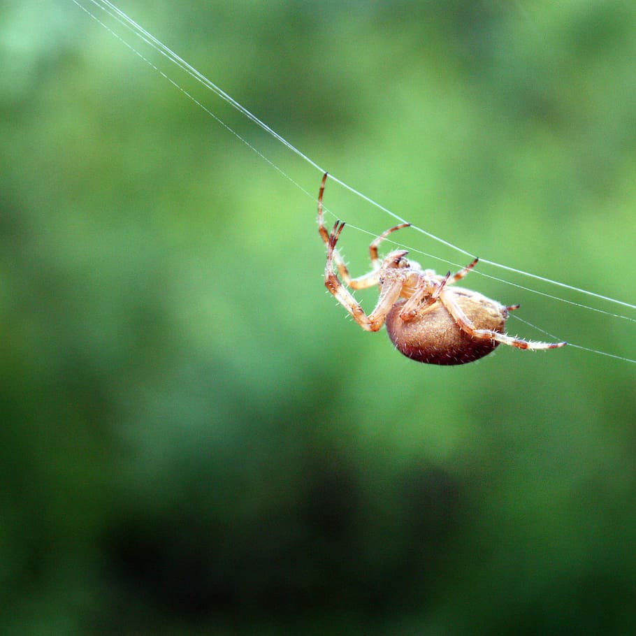 Insect, Jumping Spider, web spider, creepy, macro, close, arachnophobisch HD wallpaper