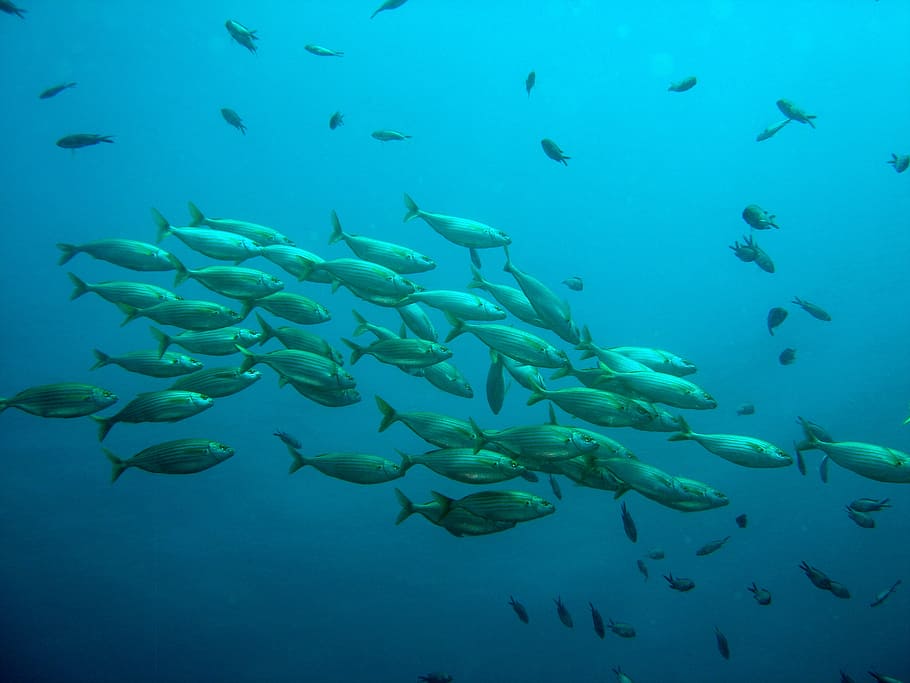 underground photography of shoal of gray fishes, school of fish
