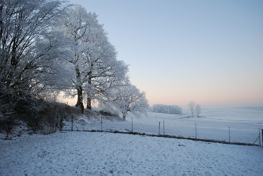 nature, ice, tree, winter, gel, cold, trees, landscapes, frost HD wallpaper