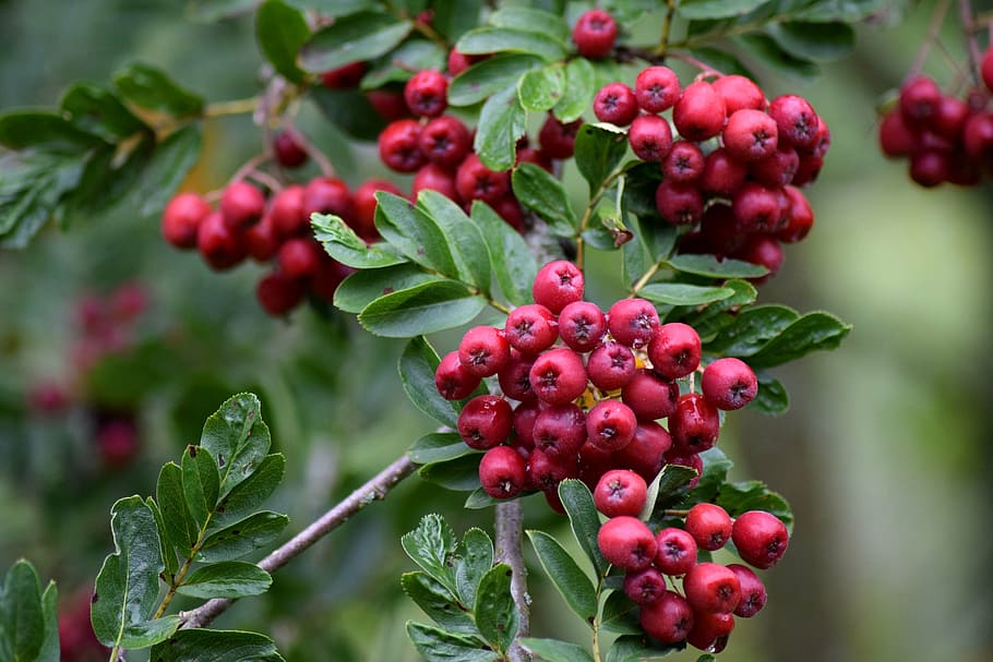 rowan, sorb, rowan-tree, mountain ash, rowanberry, botany, autumn, HD wallpaper