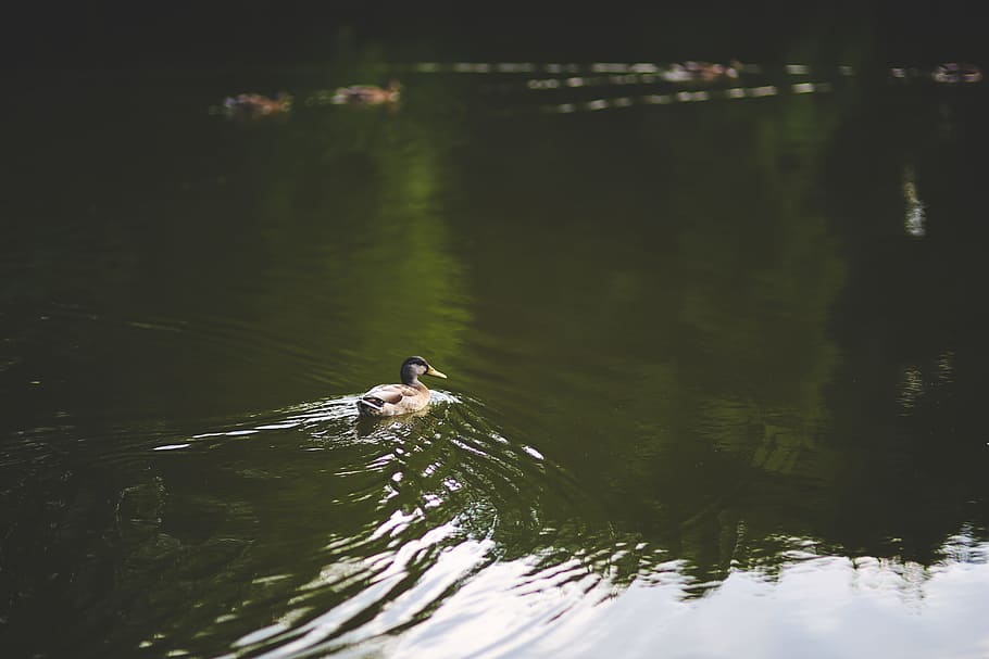 Duck in the water, animals, bird, daylight, environment, lake HD wallpaper