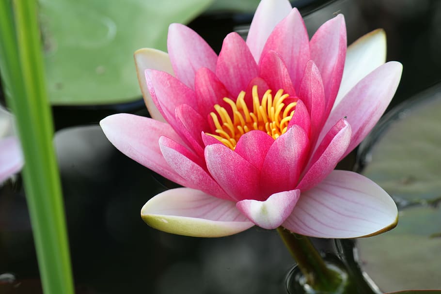 pink lotus flower, water lily, flowers, blossoms, floral, blooms, HD wallpaper