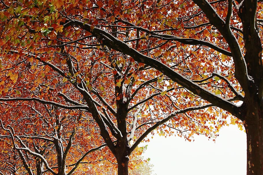 Trees, Winter, Snow, autumn, golden autumn, nature, landscape, HD wallpaper