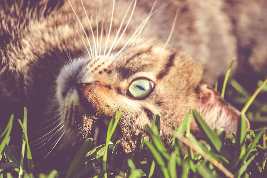cat, kitten, animal, grass, nature, animal themes, domestic cat HD wallpaper