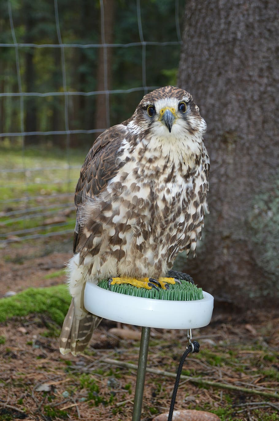 buzzard, bird, falconry, predator, feather, beak, wild, sitting HD wallpaper