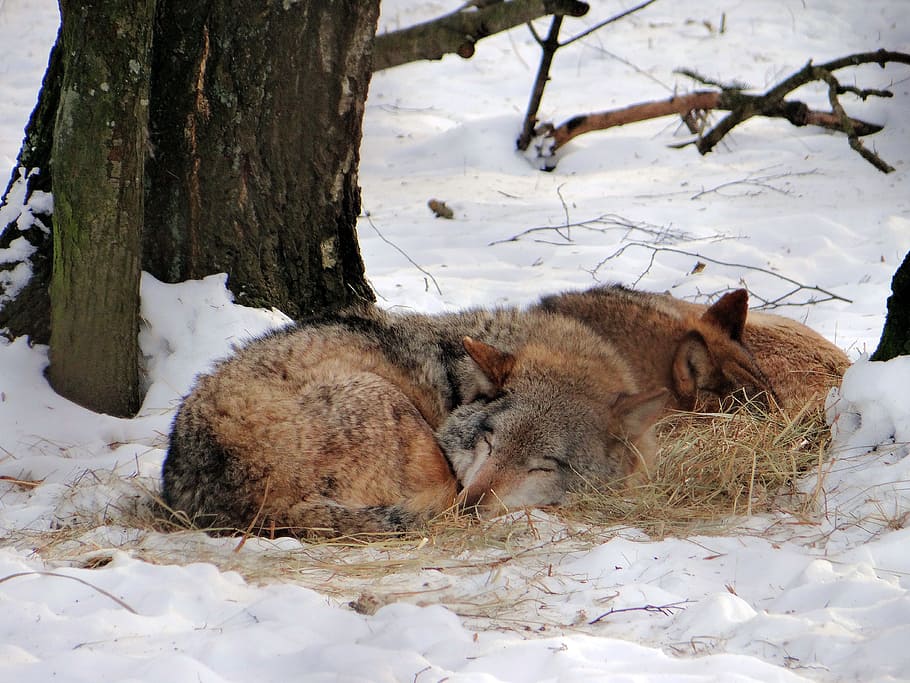 two brown sleeping wolves on snow, wolf, dream, mammal, forest HD wallpaper