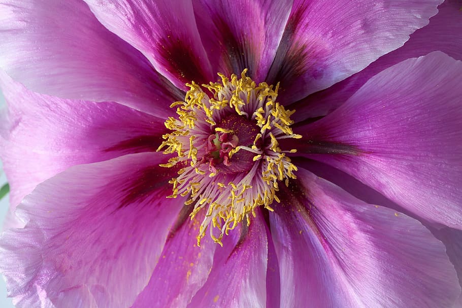 pink clematis flower, Pentecost, Peony, Macro, Nature, Spring HD wallpaper