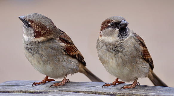 two brown-and-gray feathered birds, sparrows, pair, plumage HD wallpaper