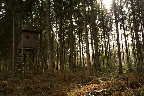 forest, hunter, hut, forests, hunting, hunter was, delight HD wallpaper