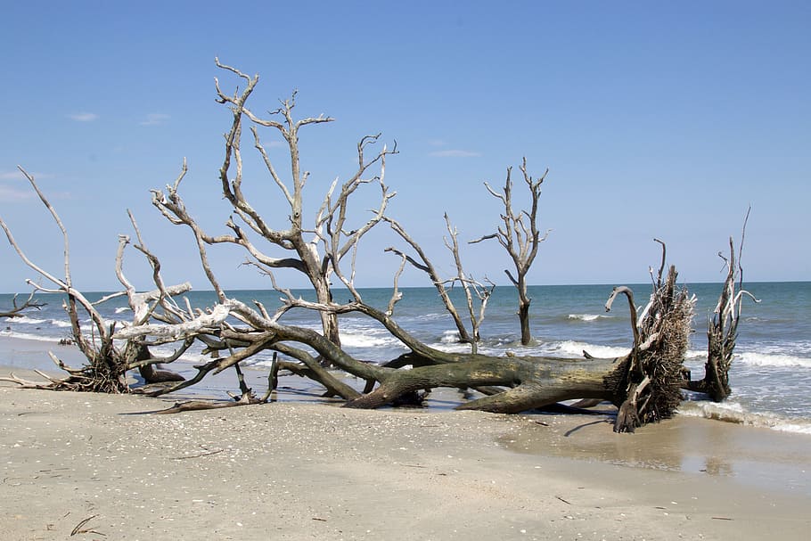 Landscape and Beach in Edisto Island in South Carolina, landscapes, HD wallpaper