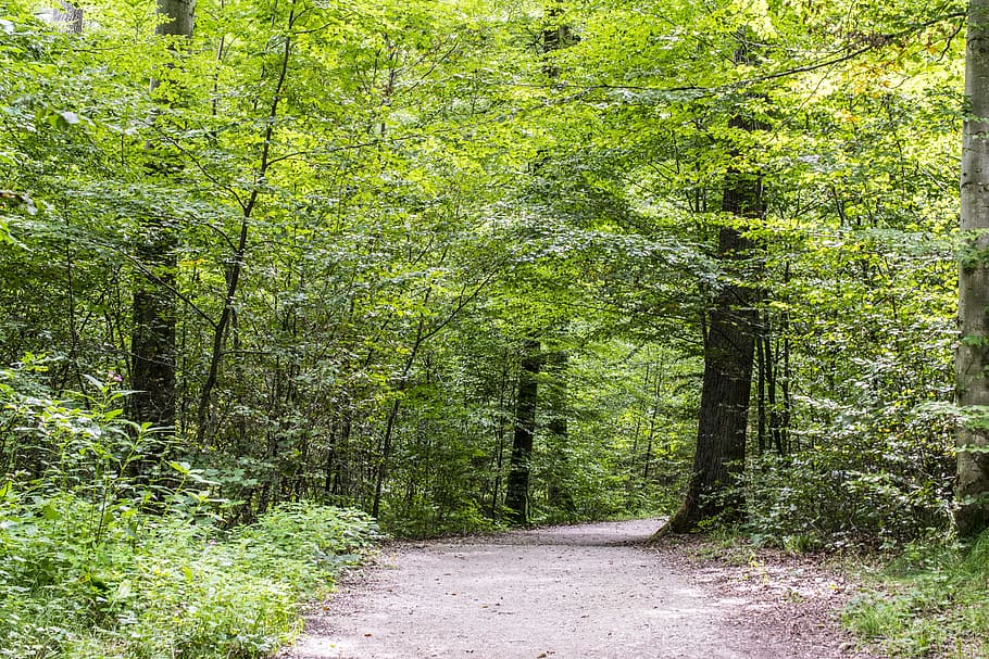 Forest, Path, Green, Spring, forest path, trees, away, nature HD wallpaper
