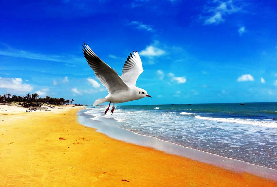 ring-billed gull flying over the seashore, beach, orla, mar HD wallpaper