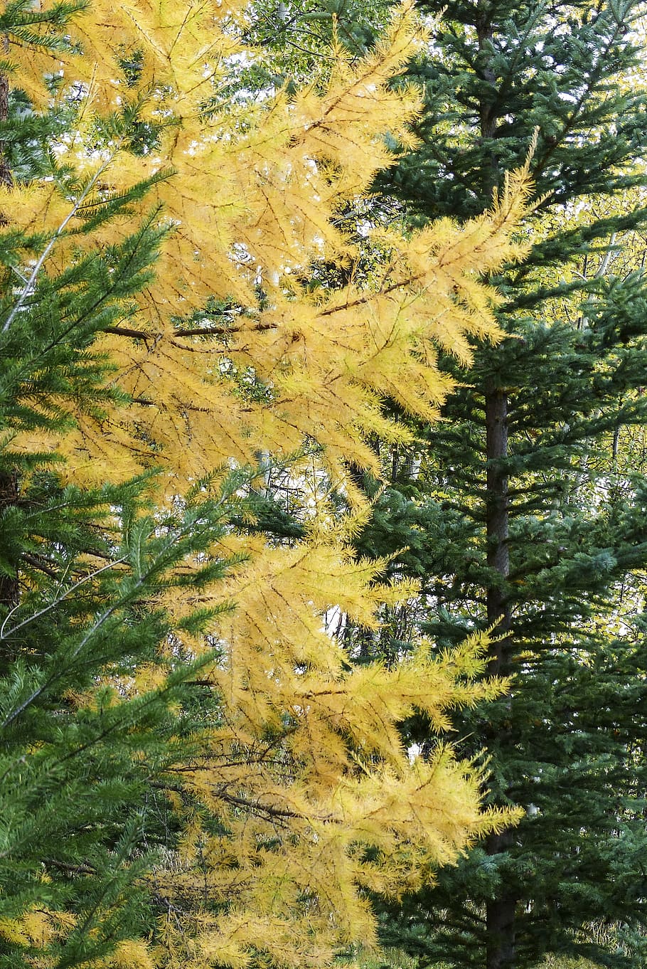 trees, forest, firs, green, yellow, autumn, fall, golden autumn HD wallpaper