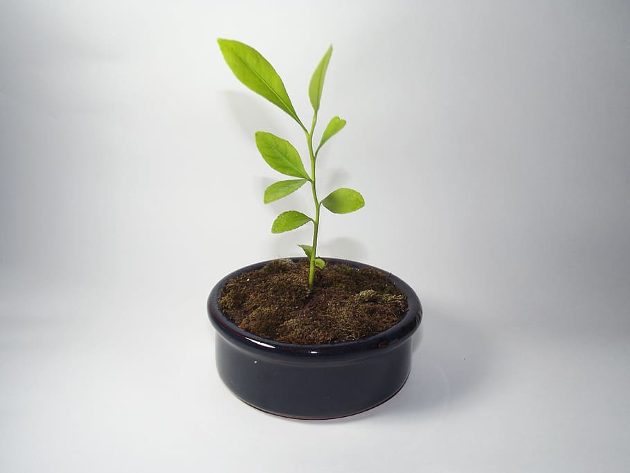 lemon, tiny tree, studio, fresh, natural, plant, leaves, green HD wallpaper