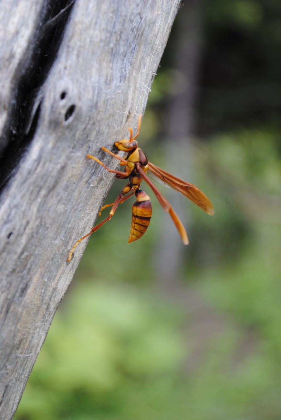 wasp, flying insect, insects, animals in the wild, invertebrate HD wallpaper