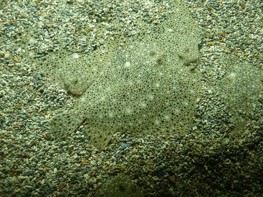 Fish, Hidden, Concealed, backgrounds, sea, nature, textured HD wallpaper