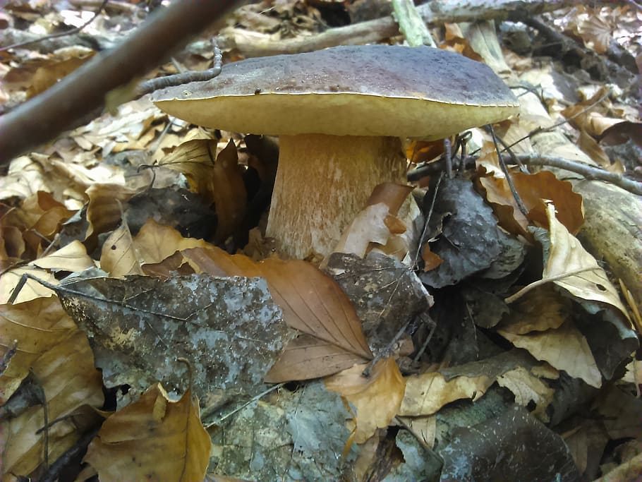 boletus, sponge, forest, priroda, mushroom, fungus, food, no people HD wallpaper