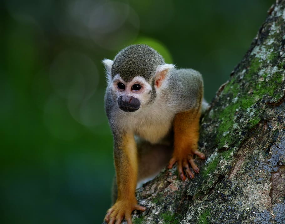 selective focus photography of primate on tree branch, scented monkey HD wallpaper