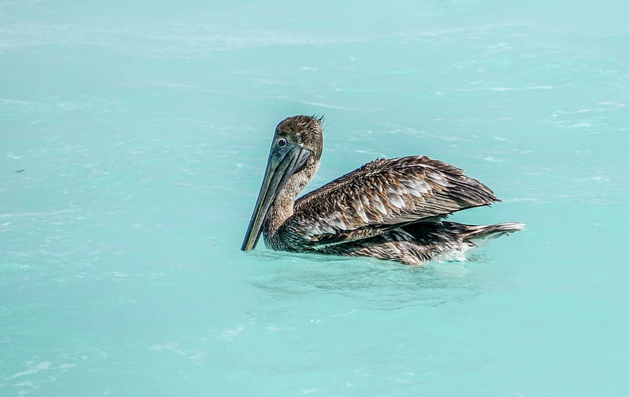 black duck on body of water, cancun, mexico, beach, bird, floating HD wallpaper