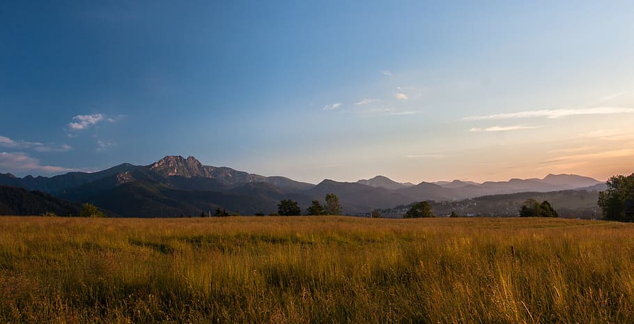 grass field in forest, landscape photography of mountains and grass field HD wallpaper