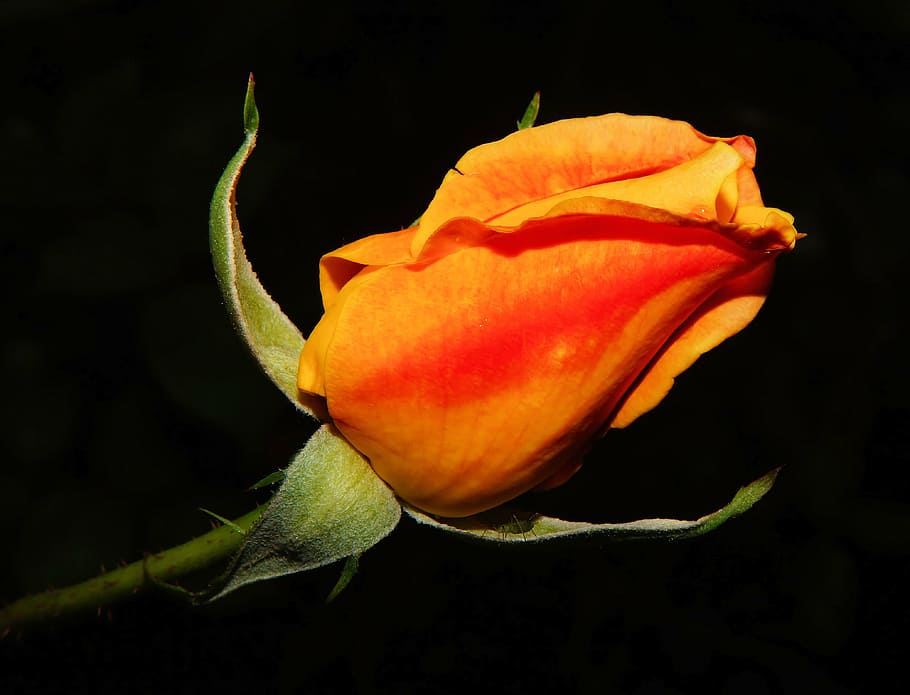 rose, blossom, bloom, red, orange, plant, beautiful, fragrance HD wallpaper