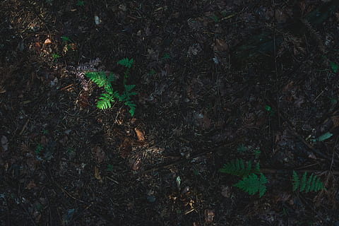 ground, dirt, soil, forest, woods, nature, land, growth, plant HD wallpaper