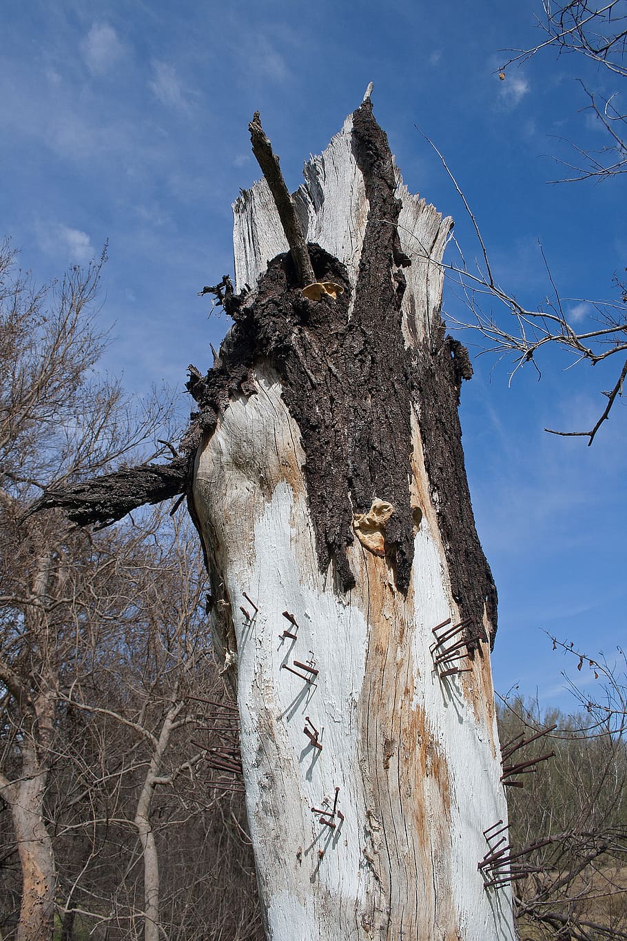 art, tree stump, trunk, nails, park, plant, tree trunk, sky HD wallpaper