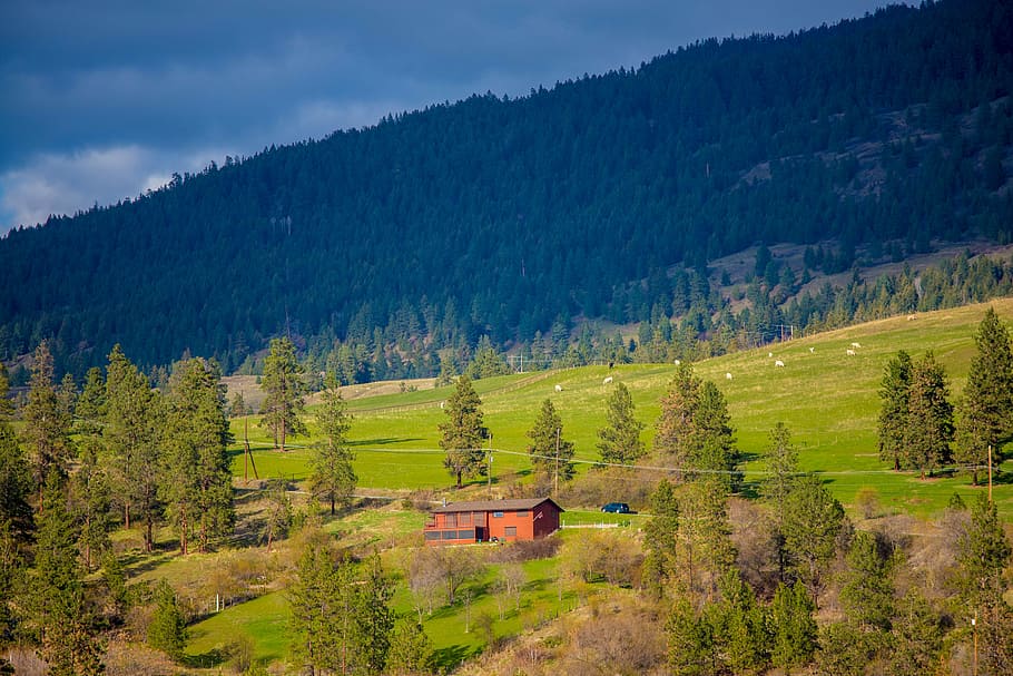 hillside, ranch, tree, plant, scenics - nature, forest, mountain HD wallpaper