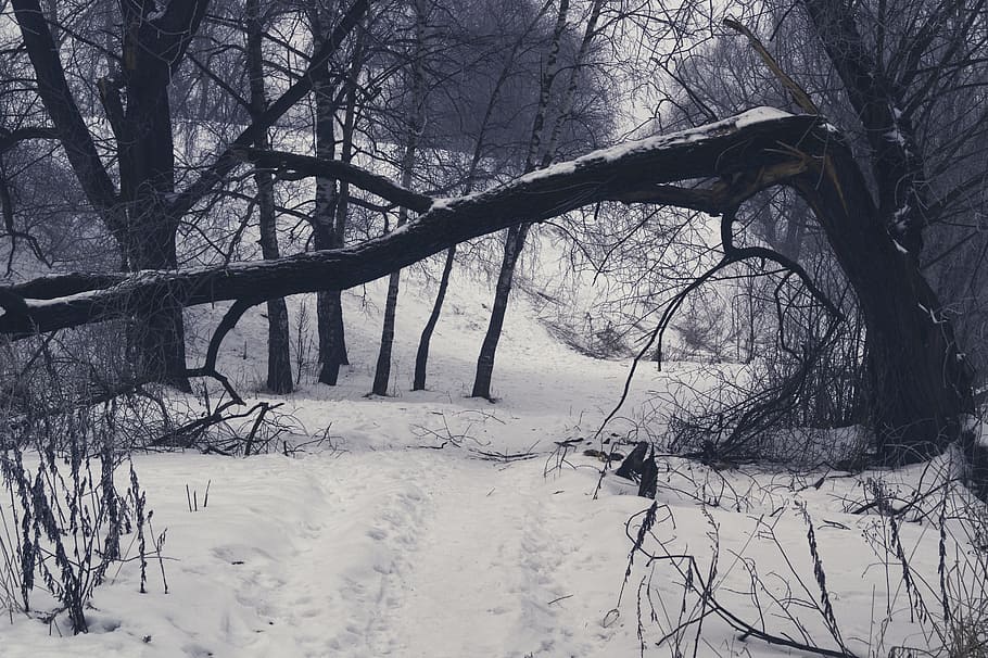 winter, tree, snow, cold temperature, plant, bare tree, branch HD wallpaper