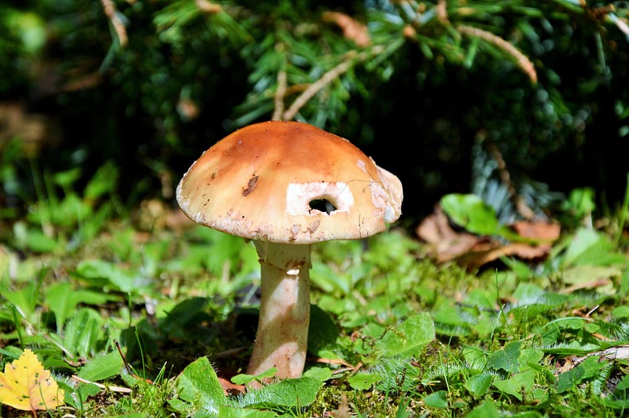 mushroom, disc fungus, forest, screen fungus, forest floor, HD wallpaper