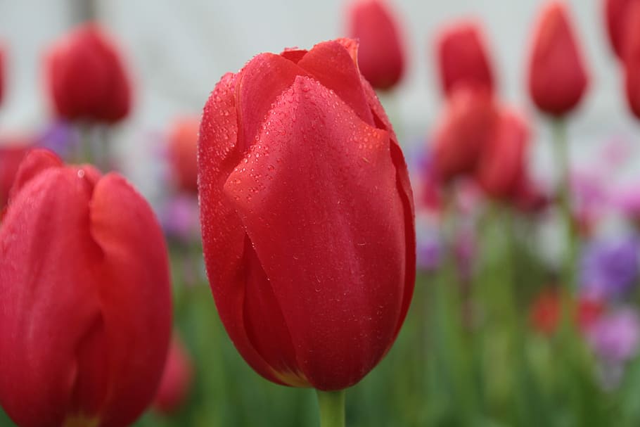 tulip, flower, red, bloom, plant, flowering plant, freshness HD wallpaper