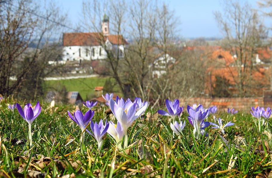 Crocus, Spring, Flowers, Meadow, nature, growth, outdoors, beauty in nature HD wallpaper