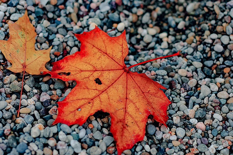 Leaf, Autumn, Fall, Season, Red, Orange, leaves, colors, nature HD wallpaper