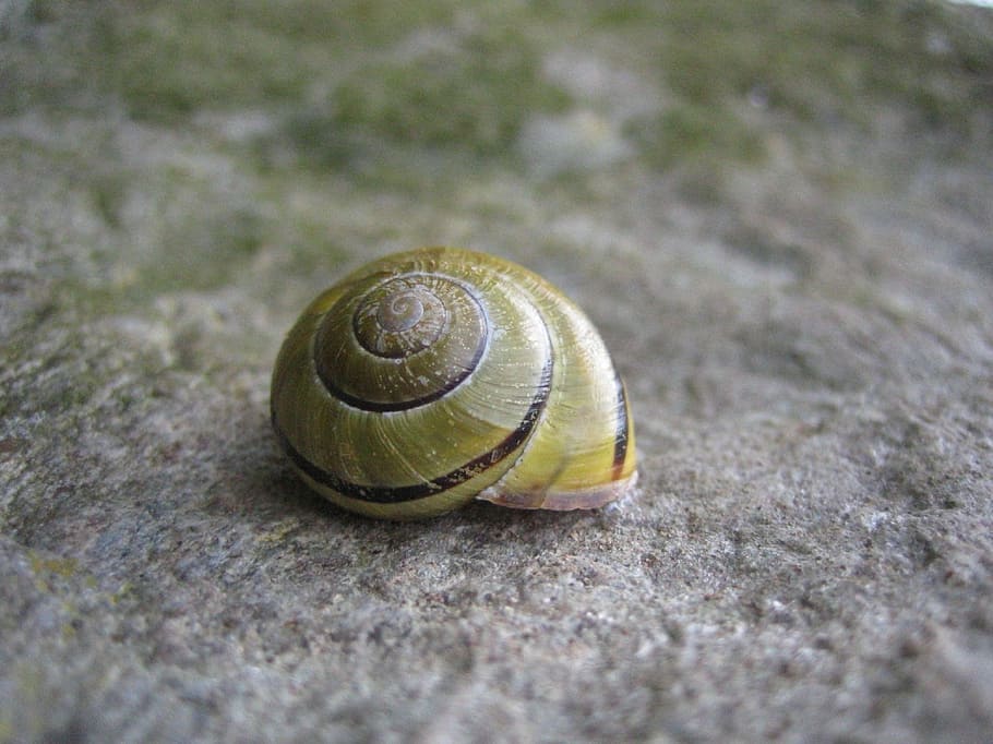 snail, shell, nature, animal, slowly, animal wildlife, animal themes HD wallpaper