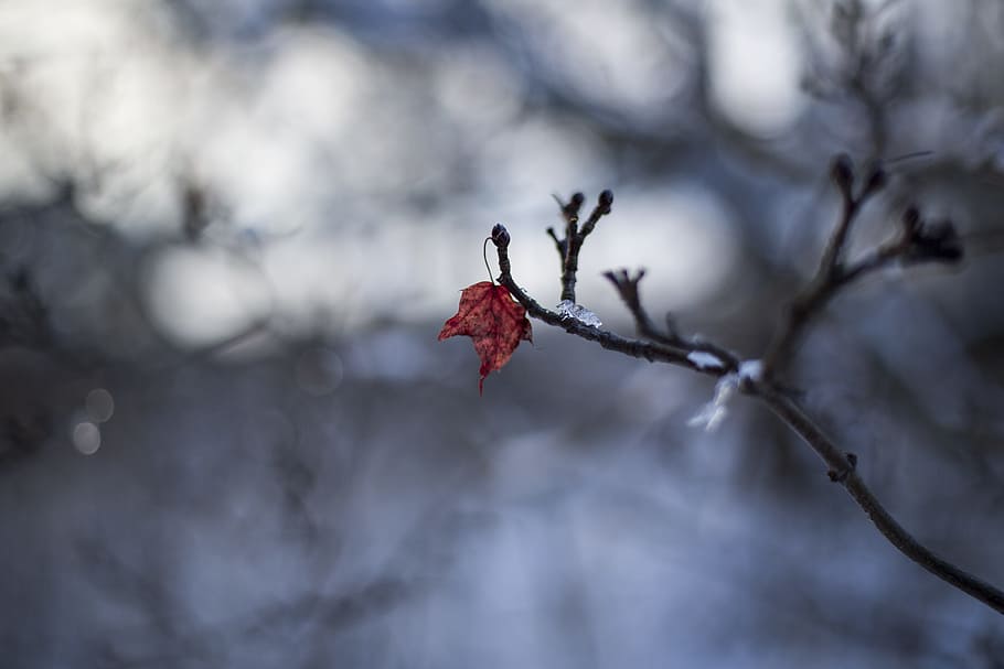 winter, nature, snow, cold, frost, ice, weather, frozen, plant HD wallpaper