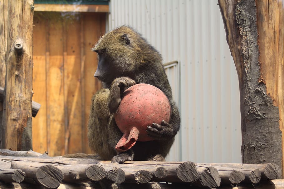 monkey, ball, animal, ape, nature, animal themes, mammal, wood - material HD wallpaper