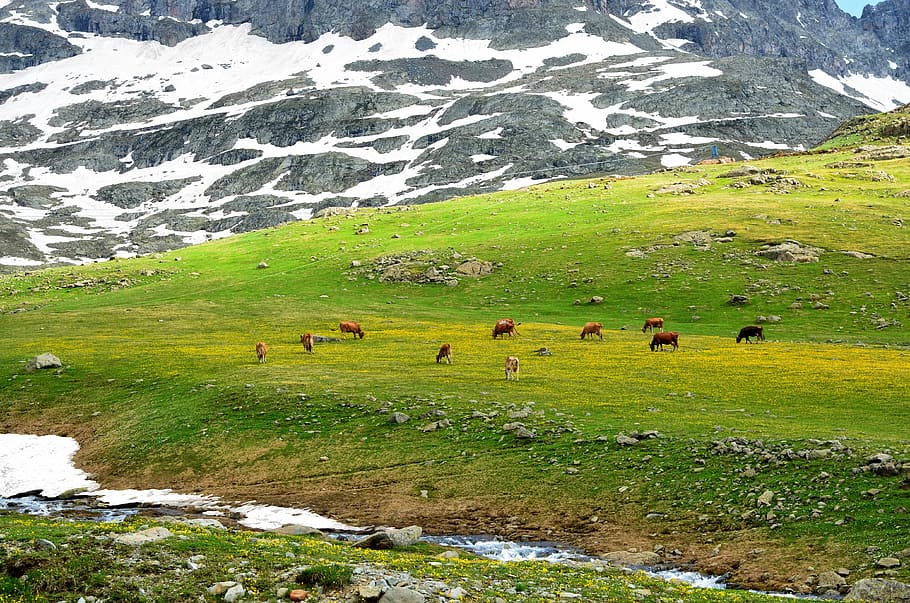 cattle of cow on grass, turkey, eastern black sea, ispir, plateaus