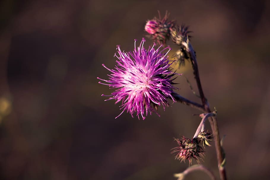 beautiful, bloom, blooming, blossom, blur, bright, close-up view HD wallpaper