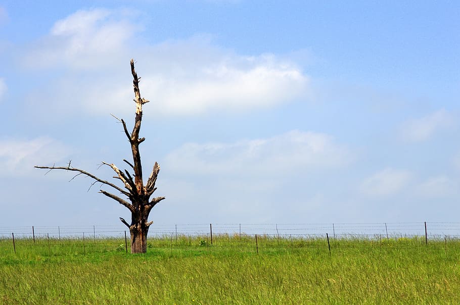 Landscape, Nature, Sky, field, agriculture, plant, tree, environment HD wallpaper