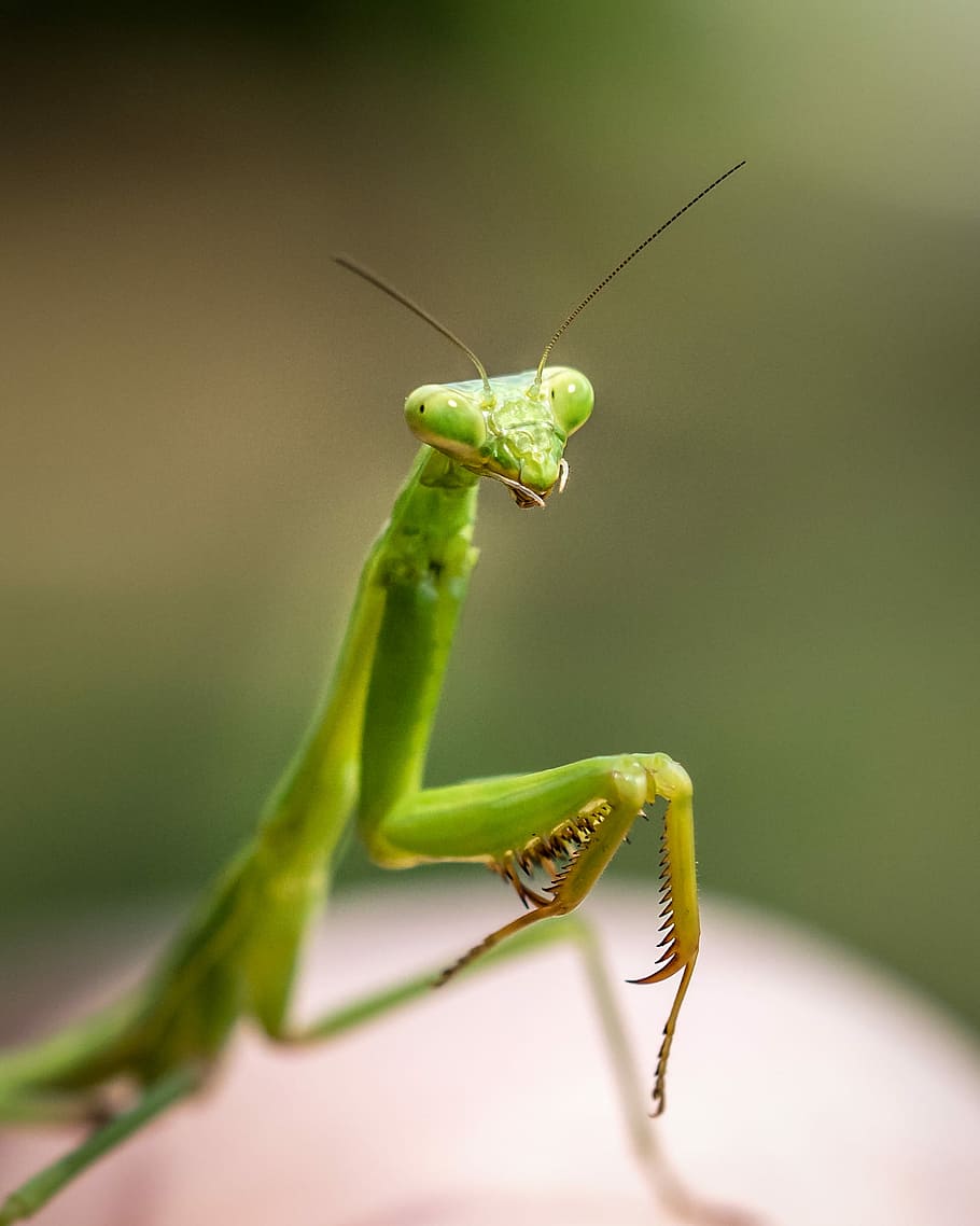 close up photo of green praying mantis, selective macro photography of green praying mantis