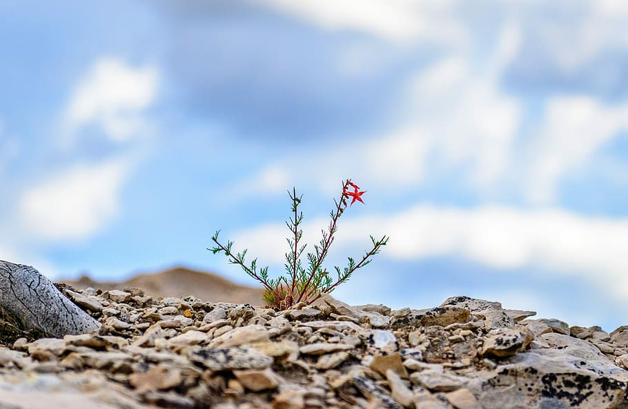 macro photo of red flower under blue sky, red petaled flower on top gray stone closeup photo HD wallpaper