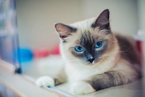 close-up of gray Siamese cat, kitty, animal, ragdoll, domestic HD wallpaper