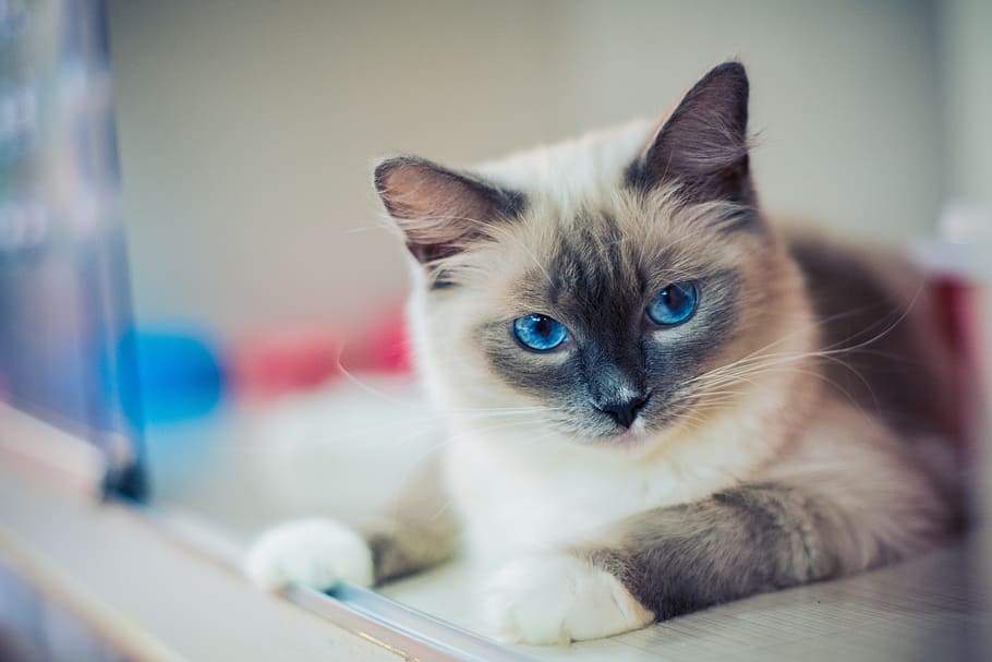 close-up of gray Siamese cat, kitty, animal, ragdoll, domestic HD wallpaper