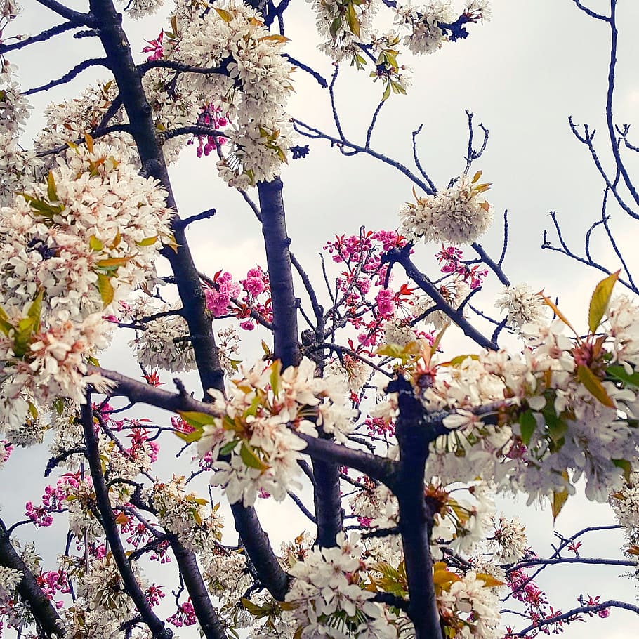 Spring, Tree, Nature, Flowers, flourished, sky, branch, blossom HD wallpaper