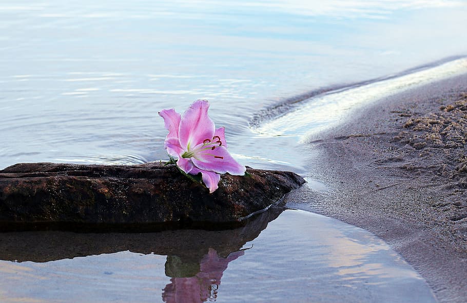 pink lily on stone near water and beach sand, flower, blossom, HD wallpaper